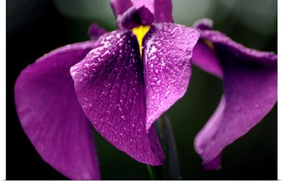 Japanese water iris flower (Iris ensata)