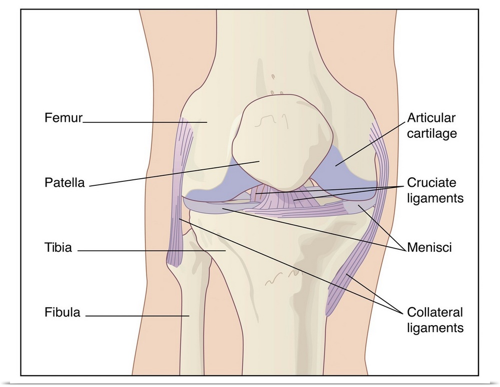 Artwork of the anatomy of the knee joint (anterior view) showing the femur (thigh bone, at top) articulating with the tibi...