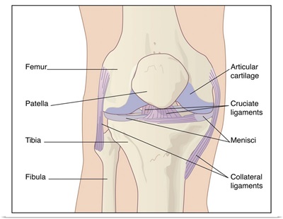 Knee joint anatomy, artwork