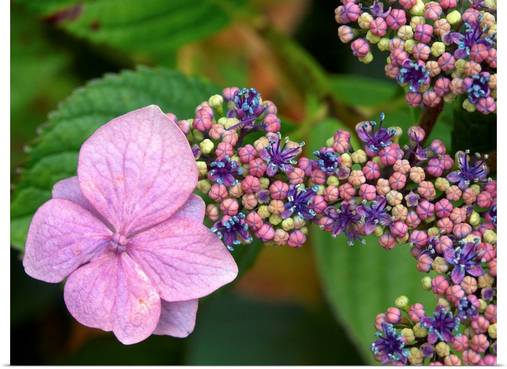 Lacecap Hydrangea flowers. The larger flowers are sterile while the smaller flowers are fertile.