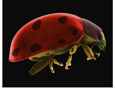 Ladybug Beetle, SEM