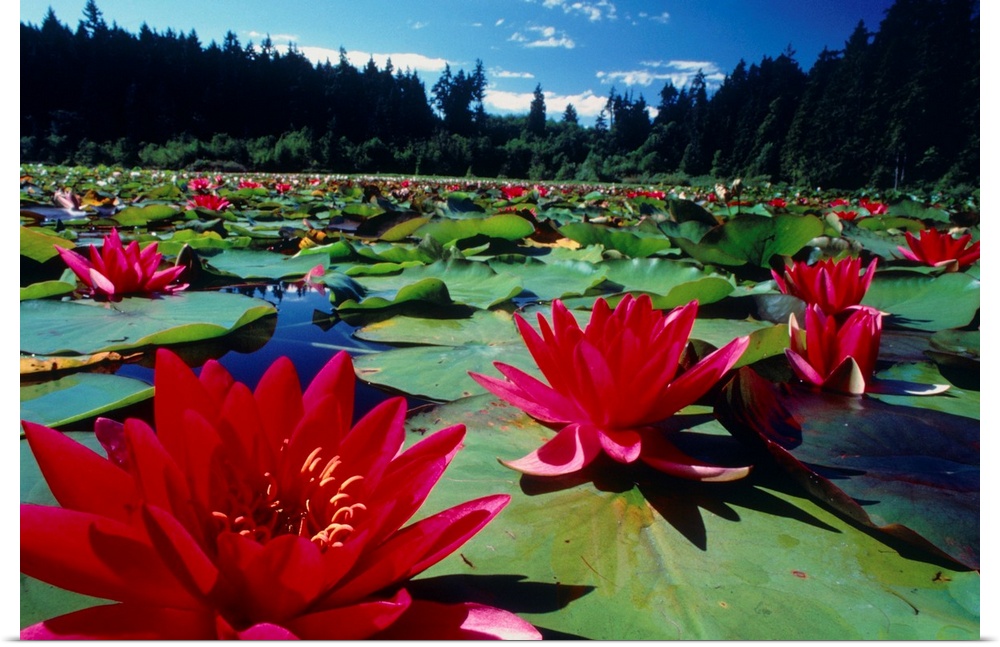 A large colony of flowering water lily, Nymphaea sp. , on the surface of a lake. The leaves and flowers of water lilies ri...