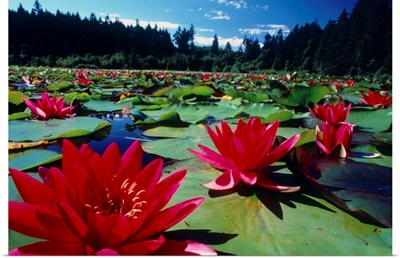 Large water lilies, Nymphaea