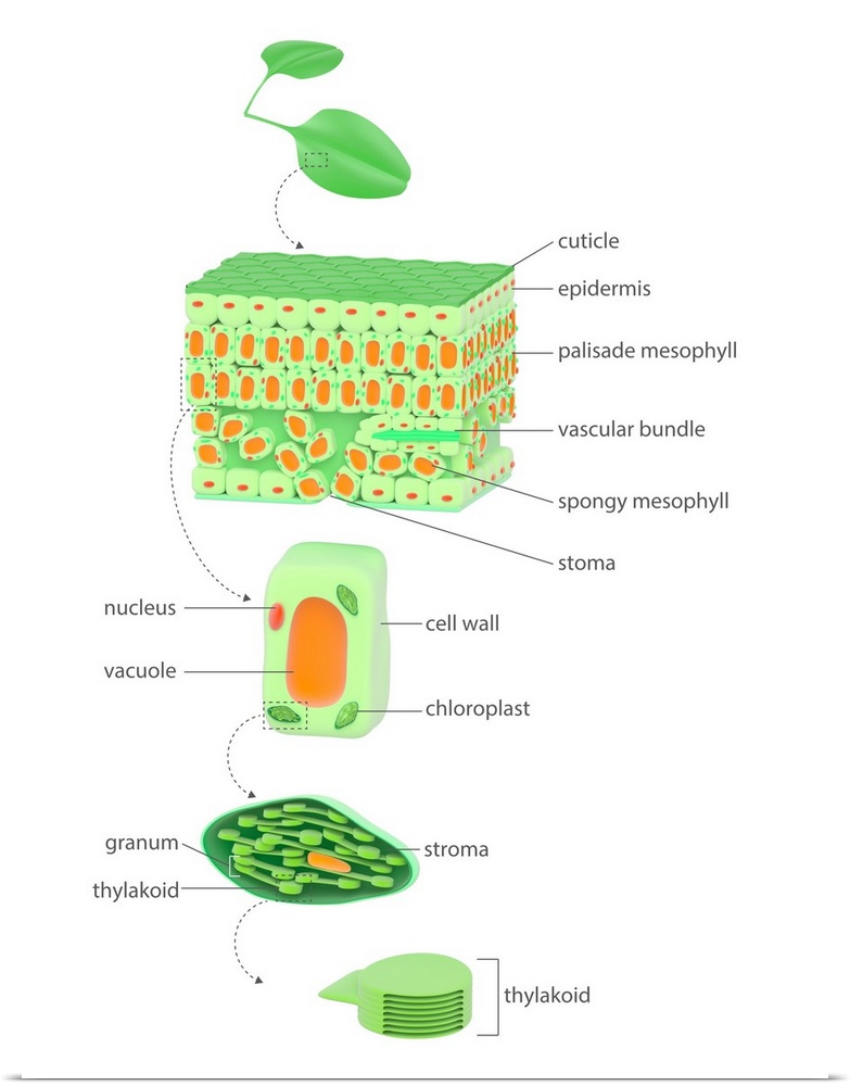 Leaf to chloroplast. Illustration of the anatomy of a flowering plant and the location of its chloroplasts, the site of ph...