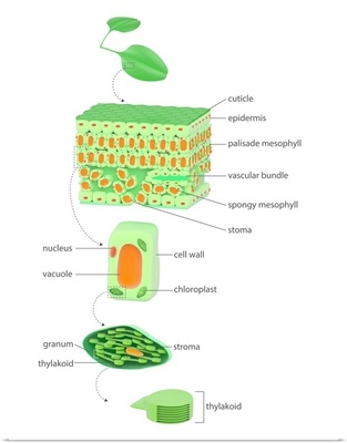 Leaf To Chloroplast, Illustration