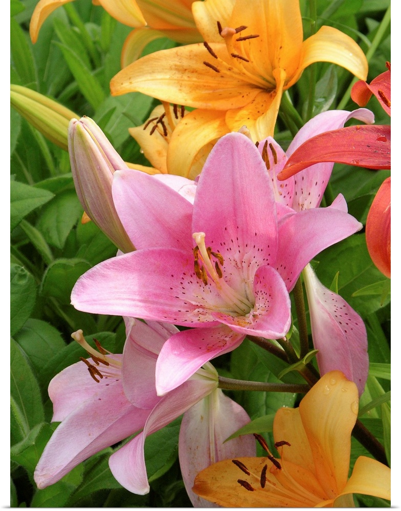 Lilies (Lilium sp.).