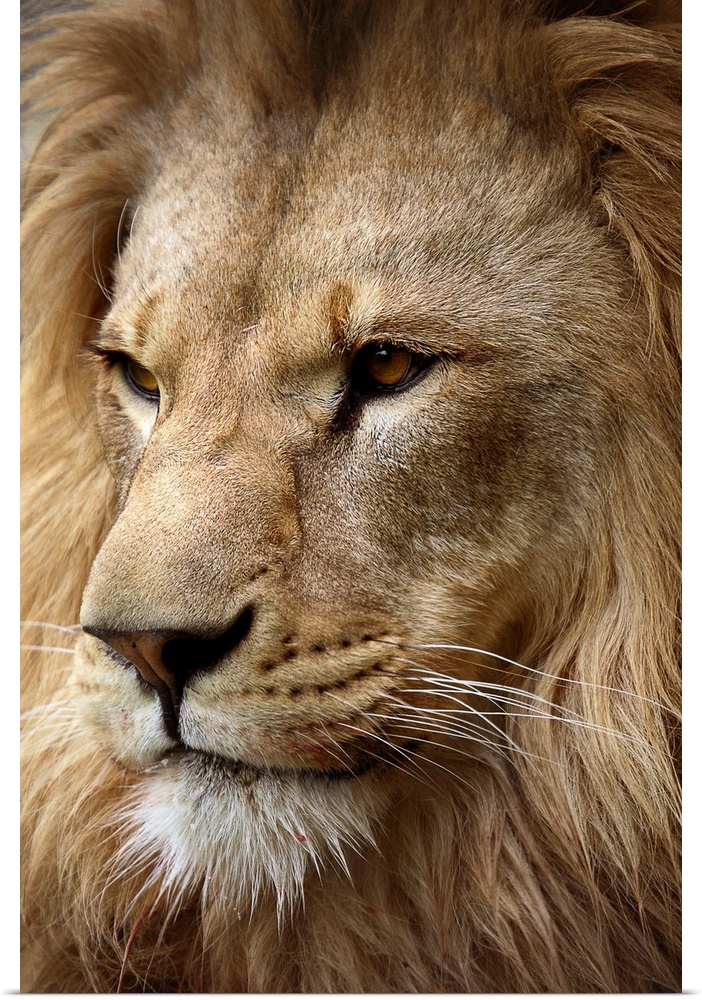 This is a photograph taken at an angle of just the face and mane of a male lion.