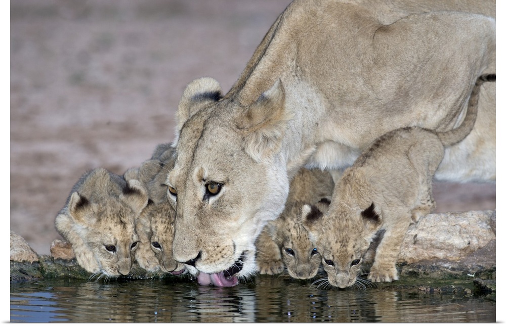 An African Lioness (Panthera Leo) with cubs drinking at a waterhole in the Auob riverbed in Kgalagadi Transfrontier nation...