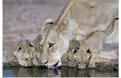 Lioness And Cubs Drinking