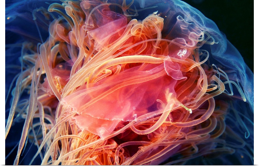Lion's mane jellyfish (Cyanea capillata), close-up. Lion's mane jellyfish are the largest known species of jellyfish. They...