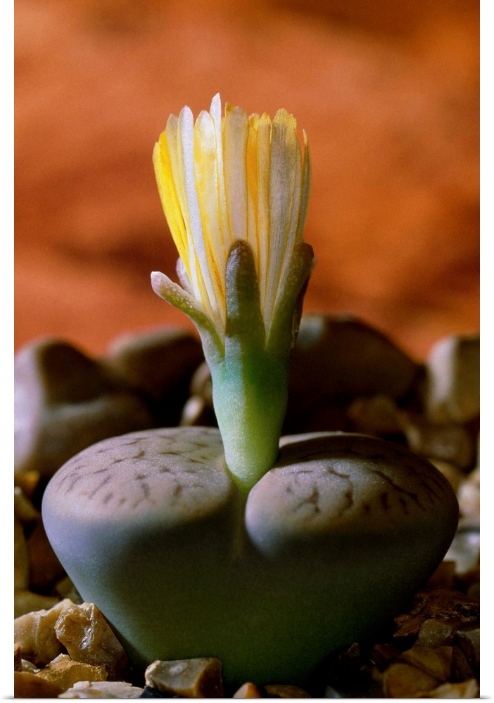 Living stone flower (Lithops pseudotruncatella dendritica).