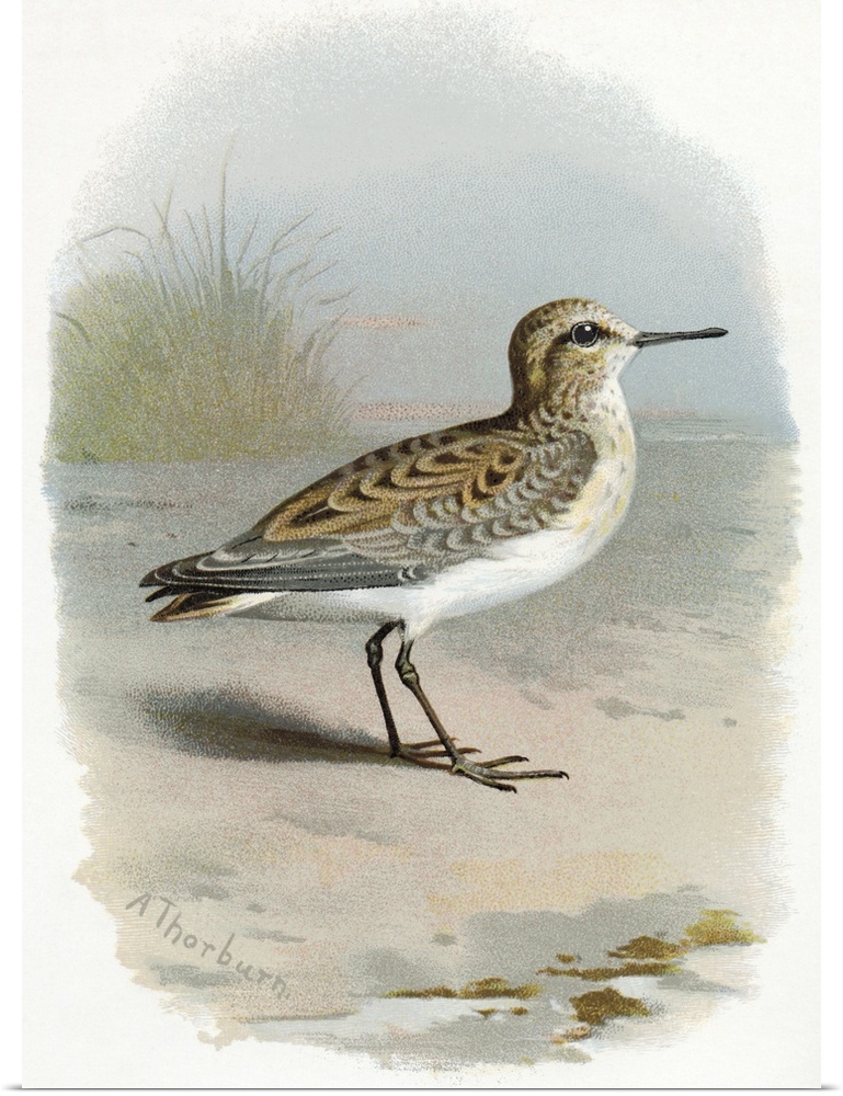 Little stint. Historical artwork of a little stint (Calidris minuta). This small wading shorebird is a migrant, breeding i...