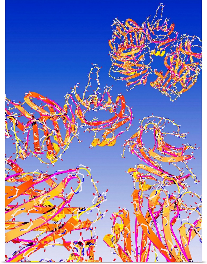 C-reactive proteins, computer artwork. C-reactive proteins (CRPs) are produced by the liver during periods of acute inflam...