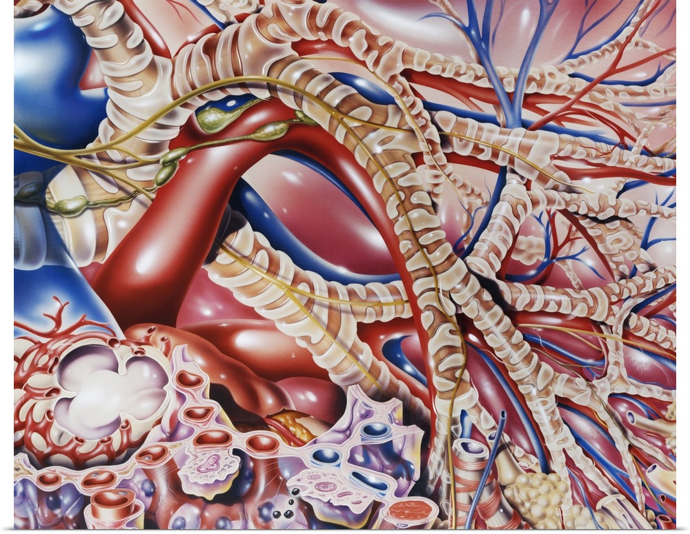 Lung bronchioles. Artwork of the inside of the lung, showing the bronchioles (brown, banded), alveoli (cream, round) and b...