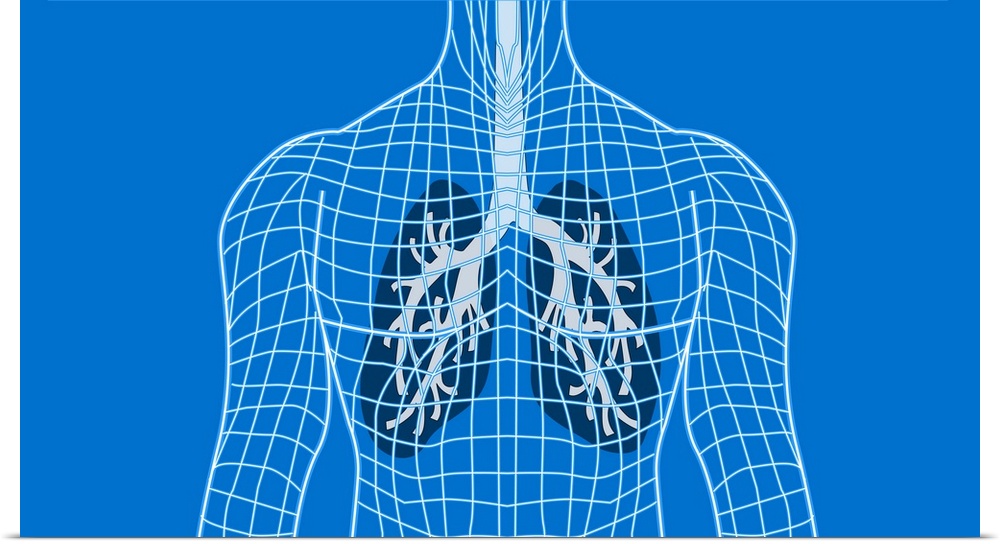 Lungs in a wireframe body, computer artwork. The windpipe (trachea, grey) runs downwards from the neck. It branches (upper...