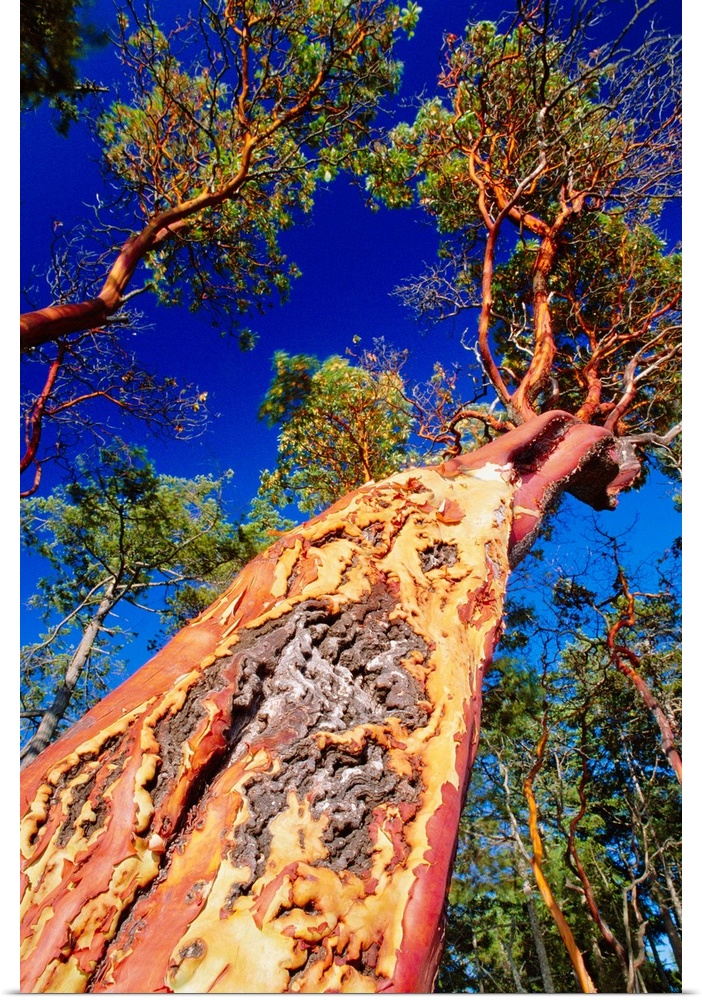 Madrone tree (Arbutus sp.). This evergreen tree, also known as the strawberry tree due to its red edible berries, has a ch...