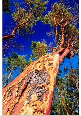 Madrone tree