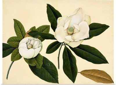 Magnolia Flowers, 19th-Century Artwork