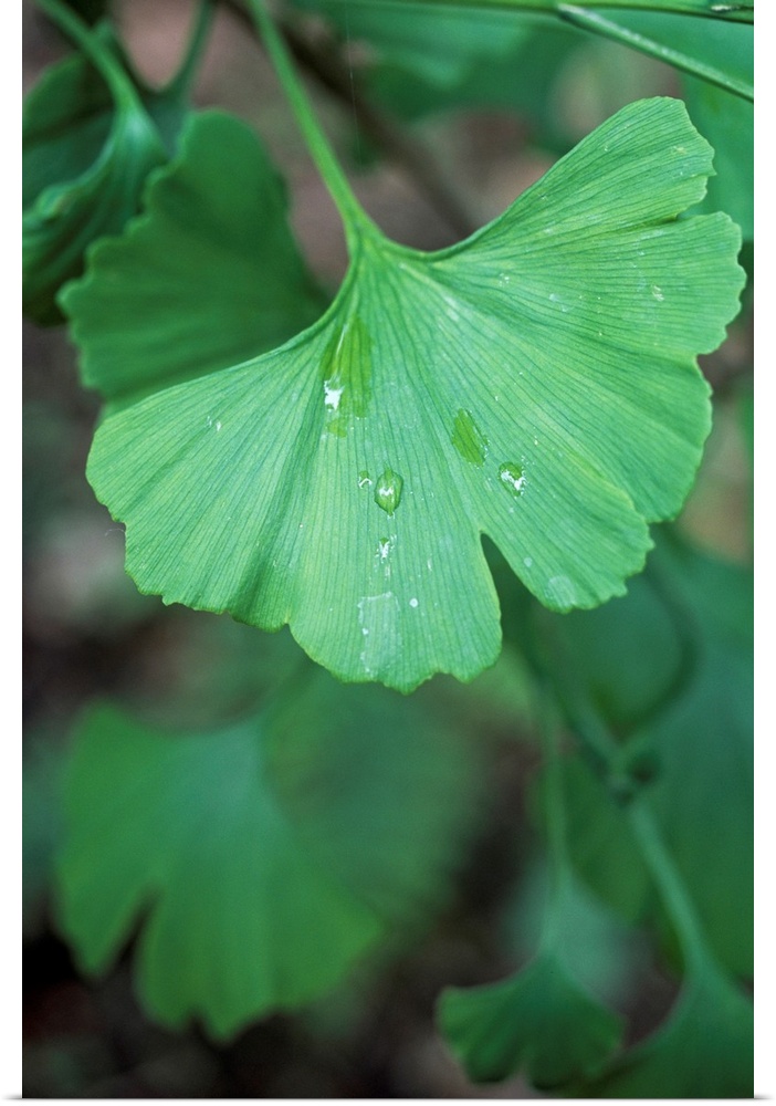 Maidenhair tree leaf (Ginkgo biloba) with a raindrop on its surface. An extract from the leaves of this unique species of ...