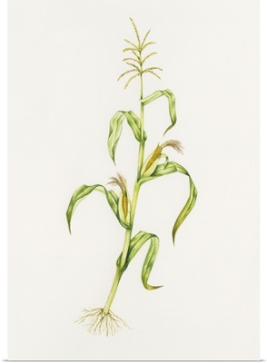 Maize (Zea mays)