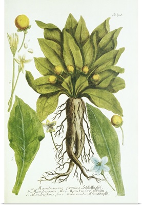 Mandrake plant, historical artwork