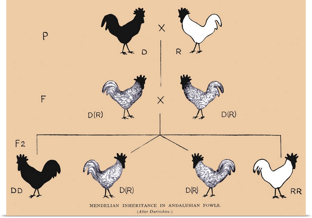 Mendelian inheritance in fowls, as a result of parental genes. P = parents, F