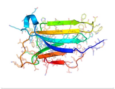 Microglobulin protein, molecular model