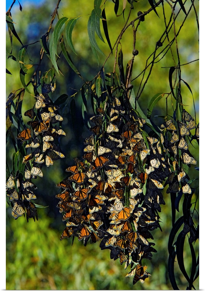 Monarch butterflies (Danaus plexippus) overwintering in a tree. This butterfly is native to the Americas, Australia and Ne...