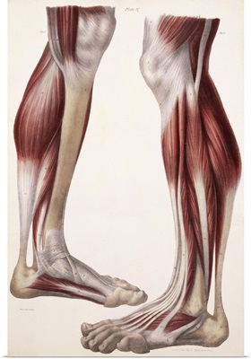 Muscles of lower leg