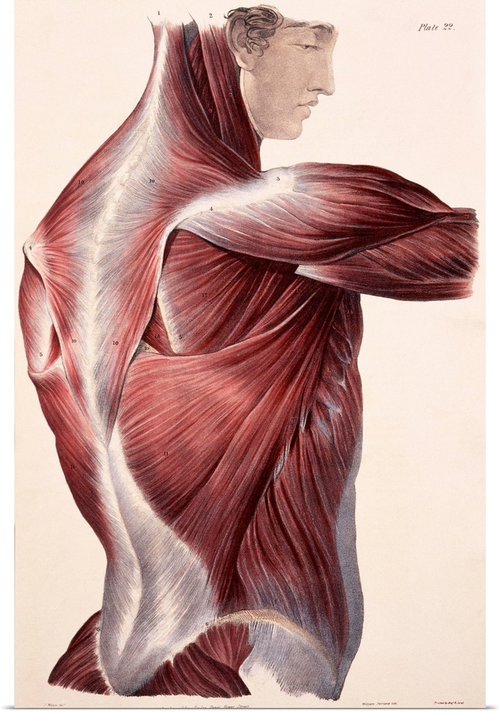Muscles of the side and back, historical artwork. The skin and fascia (connective tissue) have been removed to expose the ...
