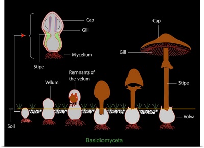 Mushroom anatomy, diagram