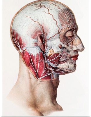 Neck and facial nerves