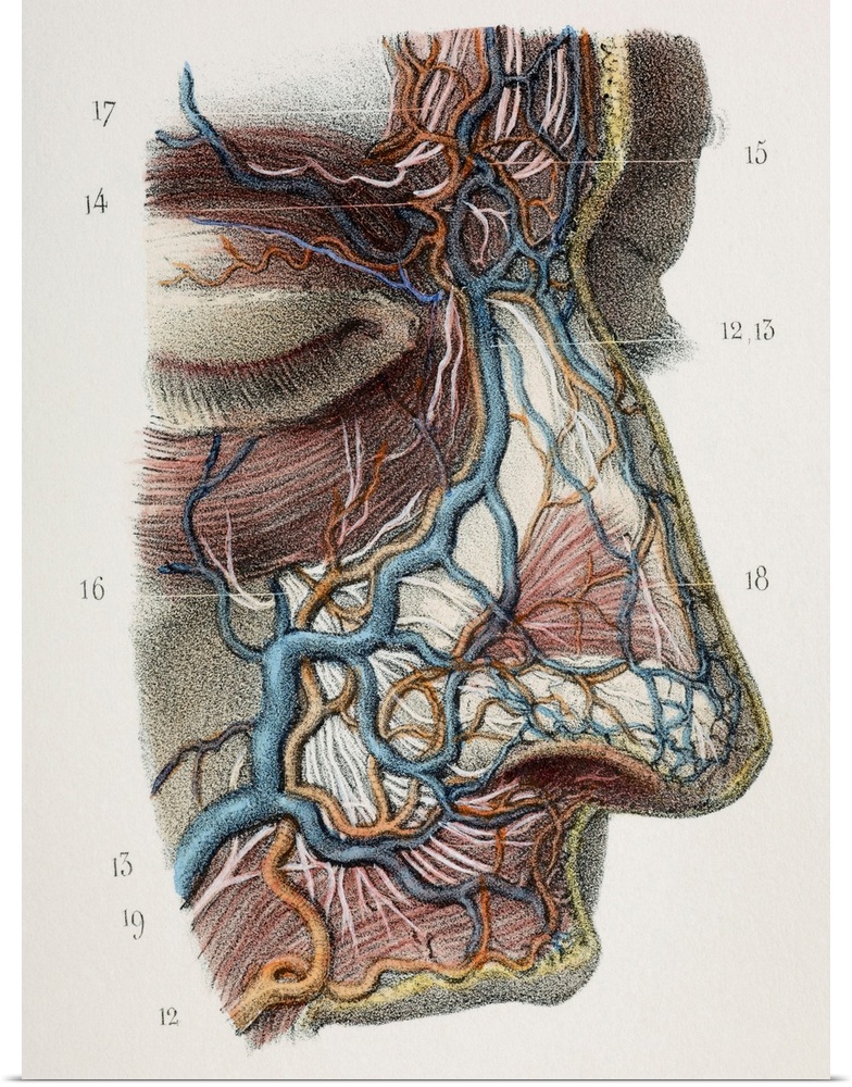 Nose nerves and vessels. This anatomical artwork is figure 7, plate 84 from volume 3 (1844) of 'Traite complet de l'anatom...
