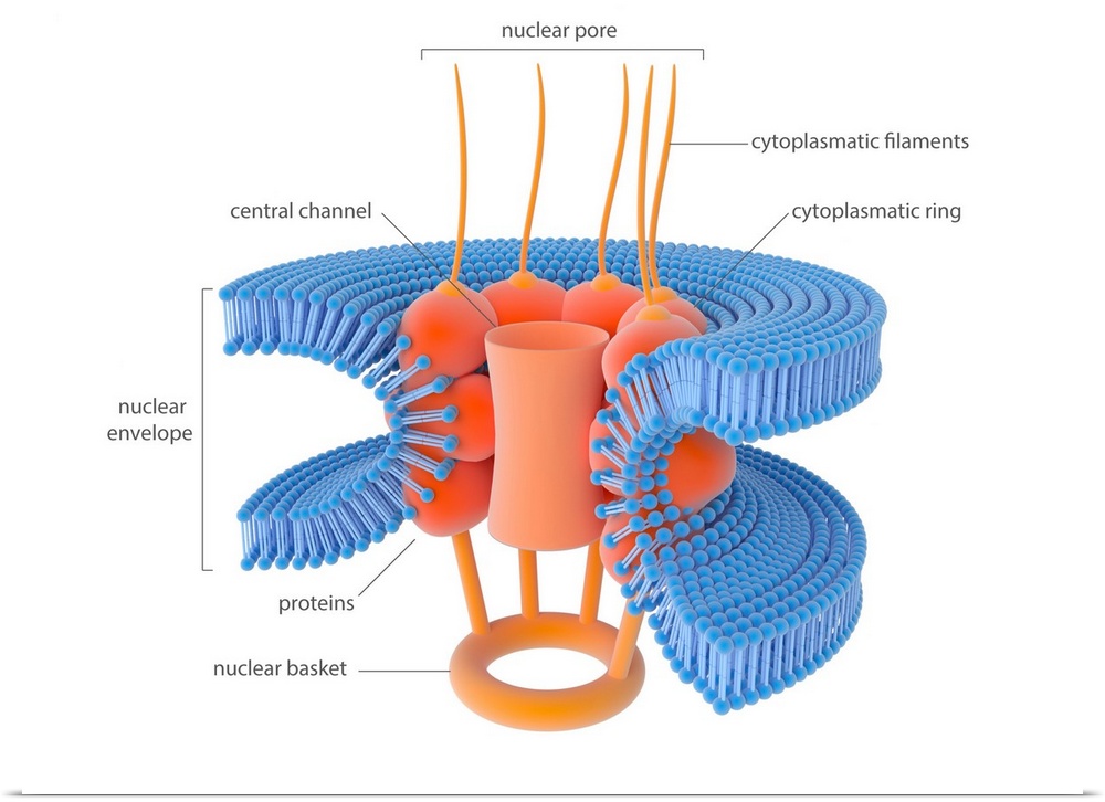 Nuclear membrane pore. Illustration of the structure of a pore in the membrane (envelope) of a cell nucleus. These pores c...