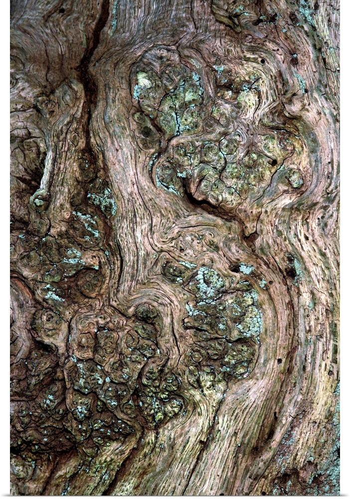 Oak burr on the trunk of an oak tree (Quercus robur). Burr (or burl) is deformed wood caused by cambium. Cambium is layers...