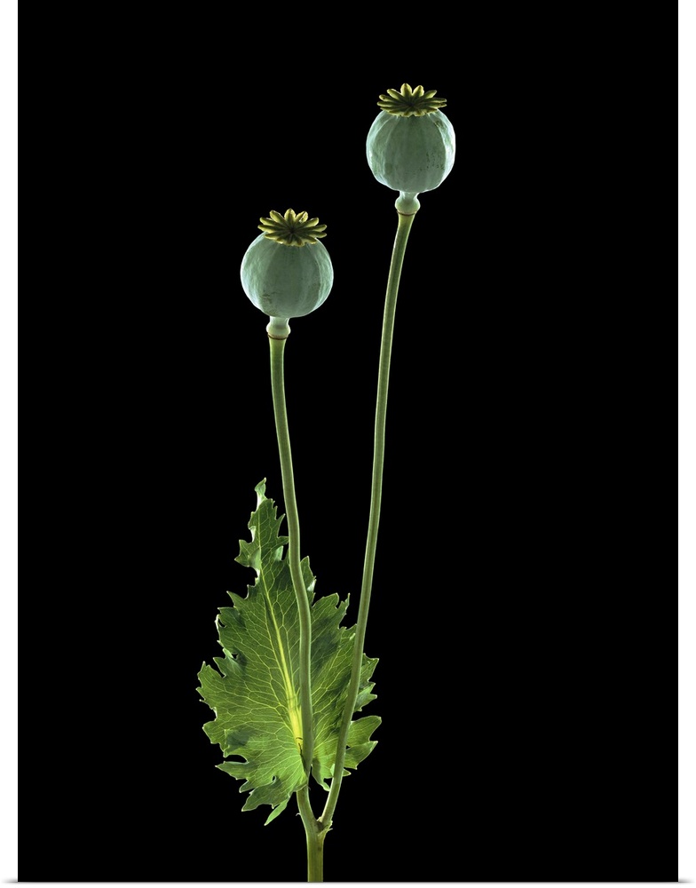 Opium poppy (Papaver somniferum) seedheads.