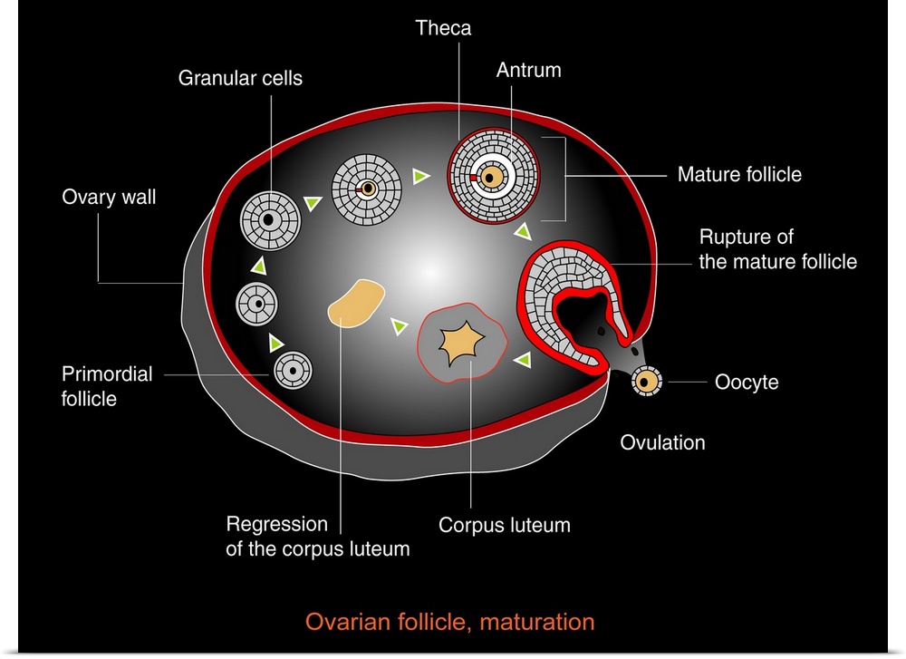 Ovarian cycle, computer artwork. Once sexual maturity is reached up to 20 oocytes start developing into eggs (ovums) every...