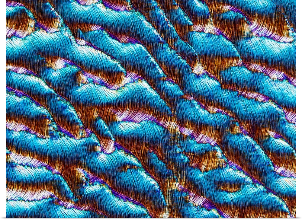 Polarised light micrograph of a fractured section of ox horn. Horn is composed of layers of keratin (the same substance as...