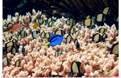 Palette surgeonfish over coral