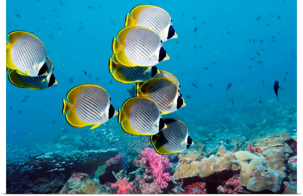 Panda butterflyfish (Chaetodon adiergastos) over a coral reef. This fish reaches a length of around 20 centimetres and inh...