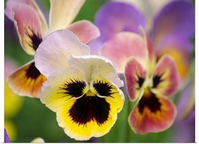 Pansies (Viola wittrockiana)