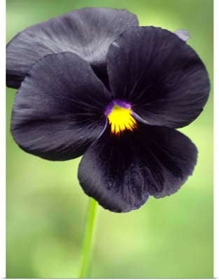 Pansy (Viola wittrockiana)