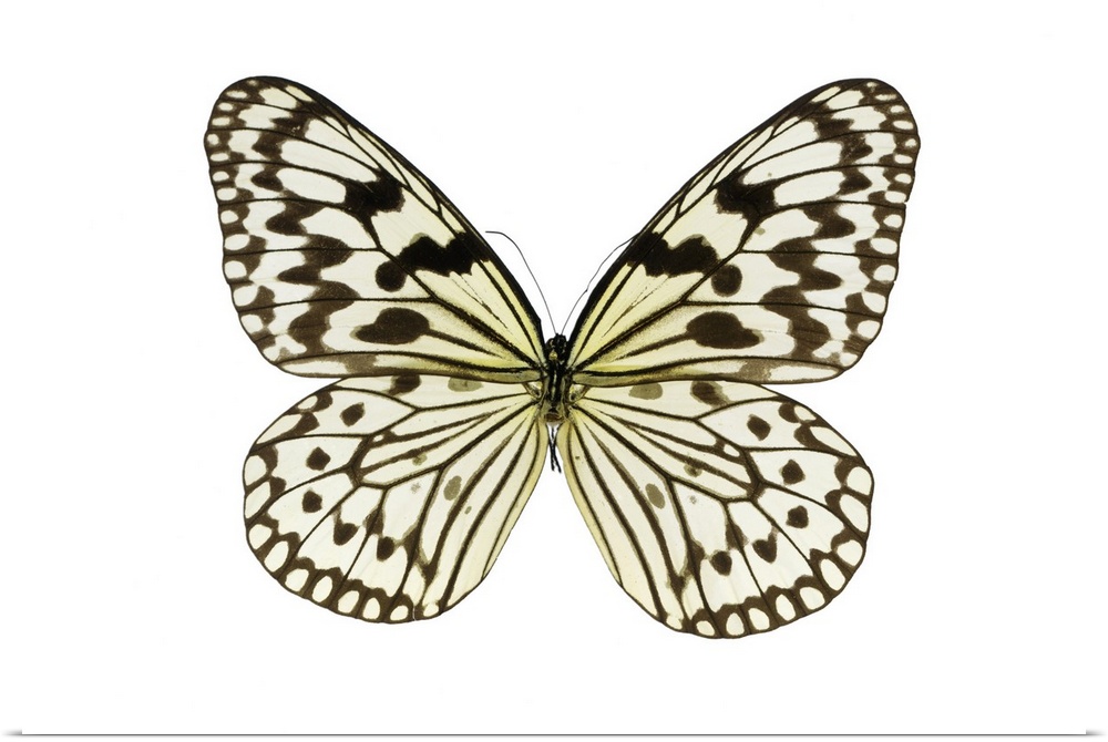 Paper kite (Idea leuconoe) butterfly. This butterfly is native to Southeast Asia. Specimen obtained from the University of...