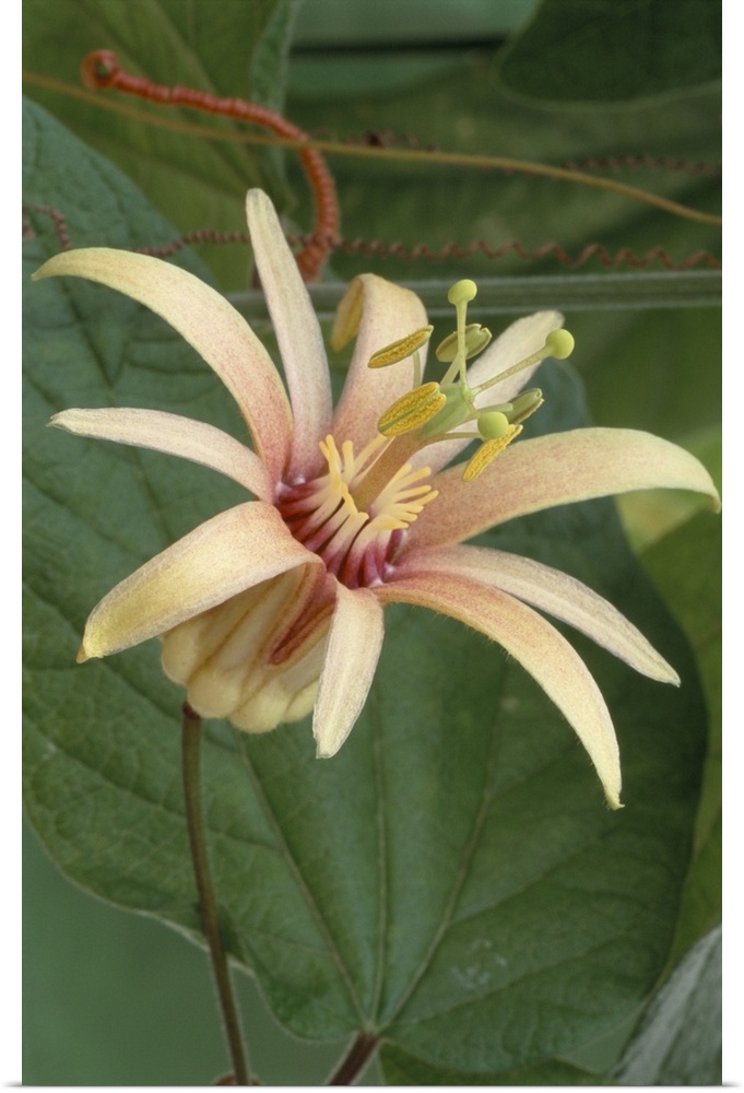 Passion flower (Passiflora 'Adularia'). The passion flower is a tropical climbing plant that is native to South America. T...