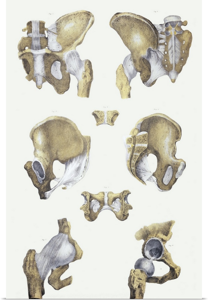 Pelvis bones and ligaments. Historical anatomical artwork of pelvis bones (yellow) and ligaments (white). Ligaments are ba...