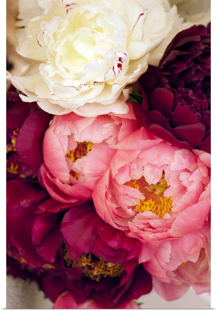 Bouquet of peonies (Paeonia lactiflora 'Charm', 'Coral Charm' and 'Festiva Maxima')