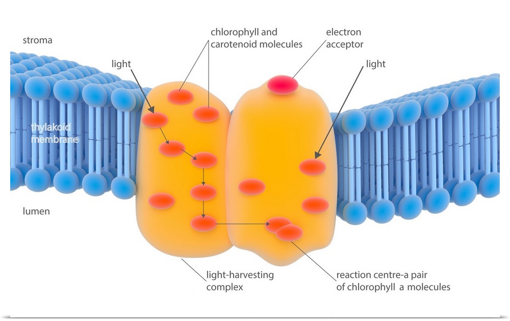 Photosynthesis light-harvesting complex. Illustration of the light-harvesting complex (orange) found on the thylakoid memb...