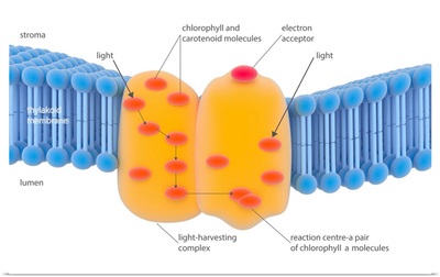 Photosynthesis Light-Harvesting Complex
