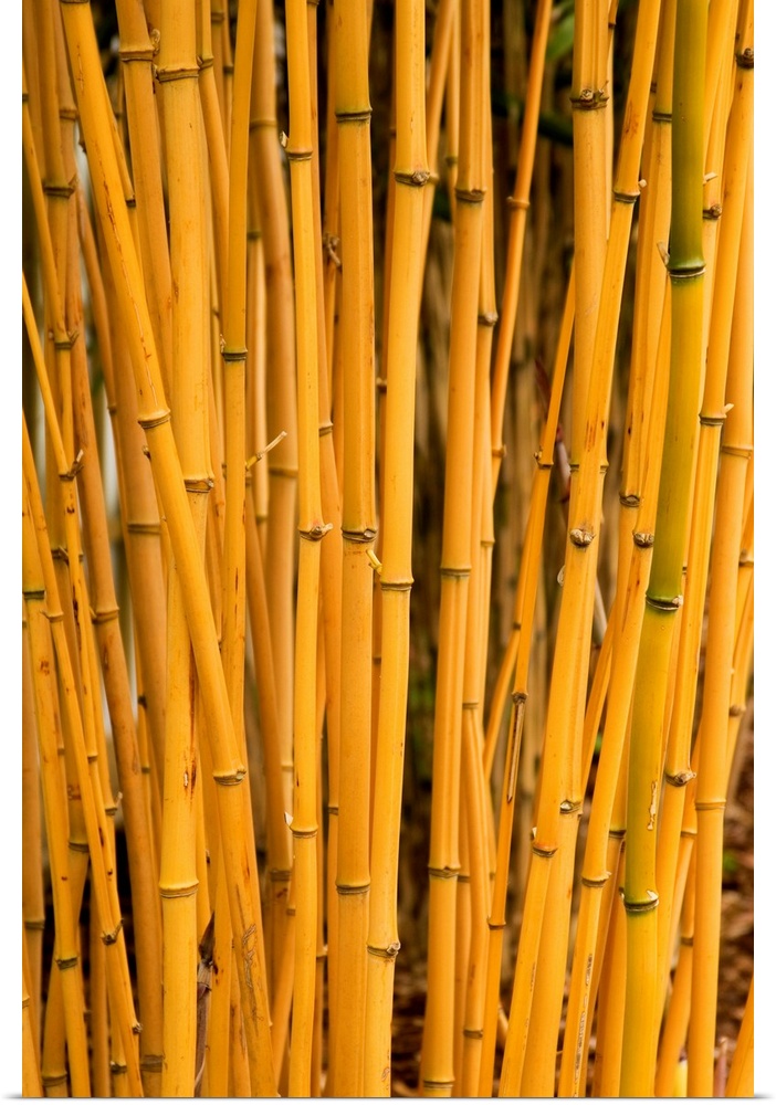 Yellow-groove bamboo (Phyllostachys aureosulcata 'Aureocaulis').