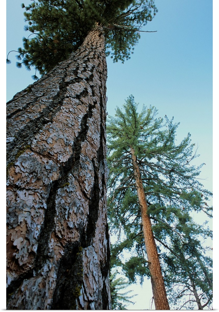 Ponderosa pine trees (Pinus ponderosa). Photographed in Kings Canyon National Park, California, USA.